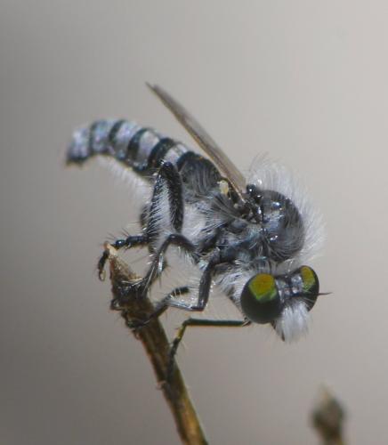 Réf. 258 050 : Holopogon melaleucus